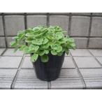 アロマティカス　ハーブ　ポット苗　送料値引きあり