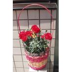 カーネーション 鉢植え 赤花 5号鉢 鉢カバー付き 母の日