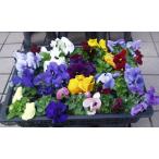  анютины глазки pot рассада цветок рассада цветочный горшок стоимость доставки скидка есть 