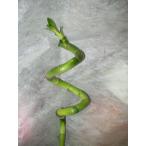 スパイラルバンブー観葉植物ラッキー...