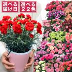 ショッピングフラワー 遅れてごめんね 母の日 花 プレゼント 鉢植え 新鮮 フラワーギフト 2024 産地直送 カーネーション5号鉢 スタンダード 27色