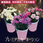 ショッピング鉢 遅れてごめんね 母の日 花 カーネーションの鉢植え フラワーギフト プレゼント 花鉢 産地直送  5号鉢 プレミアムカラー 5色