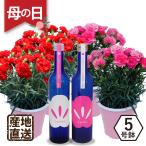 母の日 カーネーション ははの日 花 鉢植え 2025 プレゼント フラワーギフト 誕生日 生花 50代 60代 70代 梅酒 黒糖梅酒 うめざかりとカーネーション 5号鉢