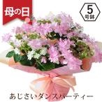 母の日 ギフト あじさい 鉢植え ははの日 花 2025 人気 アジサイ プレゼント かわいい 生花 50代 60代 70代 義母 エーデルワイス ダンスパーティー 5号鉢