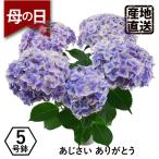 ショッピングアジサイ 母の日ギフト プレゼント 紫陽花  2024 エーデルワイス アジサイの鉢植え ありがとう5号鉢