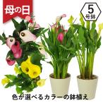 母の日 ギフト 花 カラー 鉢植え ははの日 2025 プレゼント 誕生日 義母 鉢花 人気 おしゃれ ピンク系 イエロー系 エーデルワイス カラー 5号鉢