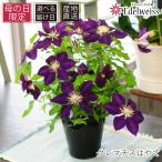 母の日 クレマチス ギフト プレゼント ははの日 花 2025 誕生日 生花 鉢花 60代 70代 80代 テッセン フラワーギフト 産地直送 クレマチス はやて5号鉢