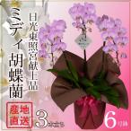 産地直送ミディ胡蝶蘭開店祝い開院祝...