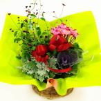  Новый год растение в горшке Новый год цветок Новый год цветок украшение бесплатная доставка Новый год цветок вход . весна цветок Новый год цветок подарок по случаю конца года Новый год цветок подарок Новый год украшение вход лист .. лист кнопка. .. горшок Mix 