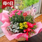 母の日 ギフト カーネーション 母 プレゼント お祝い ははの日 2025 寄せ植え 60代 70代 80代 花 エーデルワイス カーネーションが入った 寄せ鉢ミックス