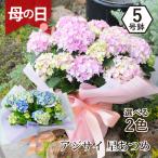 母の日 ギフト あじさい 花 鉢植え 紫陽花 アジサイ ピンク かわいい 誕生日 プレゼント ははの日 2025 60代 70代 80代 エーデルワイス 星あつめ 5号鉢