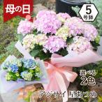 ショッピング鉢 遅れてごめんね 母の日 花 ギフト プレゼント 紫陽花 誕生日  贈り物 男性 女性 40代 50代 60代 ブルー  ピンク アジサイ 星あつめ 5号鉢