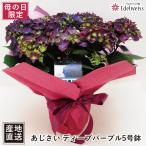 母の日ギフト プレゼント 紫陽花 ギフト 鉢植え アジサイ ディープパープル 5号鉢