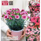 ははの日 母の日 プレゼント ギフト 花 2025 誕生日 生花 60代 70代 80代 カーネーションの鉢植え 5号鉢 色合いおまかせ