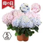 母の日ギフト プレゼント 紫陽花 あじさい 花 ピンク ブルー アジサイ ミルフィオリ 5号鉢