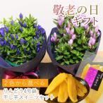 敬老の日 プレゼント 80代 70代 鉢花 フラワーギフト 2025 和菓子 スイーツ 誕生日 長寿祝 祖父 祖母 りんどうの鉢植え4号鉢 干し芋スイーツセット