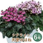 産地直送 シクラメン お歳暮 誕生日 鉢花 フラワーギフト 冬ギフト エーデルワイス お年賀 シクラメン 天使のはね 6号鉢