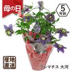 遅れてごめんね 母の日 花 ギフト プレゼント 珍しい 希少品種 テッセン クレマチス 大河 鉢植え 5号鉢