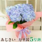 遅れてごめんね 母の日 花 ギフト 誕生日 プレゼント 紫陽花 アジサイ 万華鏡 ブルー 5号鉢