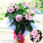 . покупка День почитания пожилых людей запах Sakura 5 номер горшок подарок 80 плата 70 плата цветочный горшок цветок подарок 2026.... длина . праздник день рождения стандартный запах The kla запах Sakura 5 номер горшок 