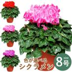 お歳暮 クリスマス ウインターギフト 冬ギフト エーデルワイス花工房 産地直送 シクラメン 8号鉢 全4色