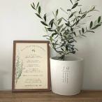 【植樹の儀】送料無料// 結婚証明書 ゲスト参加型 植樹の儀 植樹セレモニー オリーブ植樹 オリーブの樹 記念樹ウェディング 結婚式 ウェルカムスペース 名入れ