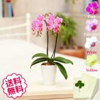 お歳暮 ミニ胡蝶蘭 ミディ ギフト 白・黄色・ピンク 2本立 お祝い 開店 開業 開院 新築 移転 引越 誕生日 就任 退職 還暦 お悔やみ 公演・楽屋見舞い