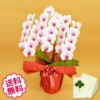 卒業・入学・就任 胡蝶蘭 ギフト 大輪 リップ 3本立 27輪前後(蕾含む) お祝い 開店 開業 開院 新築 移転 引越 誕生日 就任 退職 還暦祝い