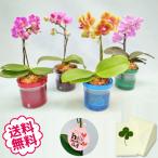 母の日仕様(5/2 13時終売) マイクロ胡蝶蘭 ギフト ピンク 1本立 アクアポット入り お祝い プレゼント ミニ 胡蝶蘭 日時指定不可