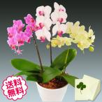 母の日仕様(5/2 13時終売)ミニ胡蝶蘭 ミディ ギフト 3本立 MIX(3色)寄せ お祝い プレゼント 日時指定不可