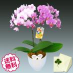 お中元 ミニ胡蝶蘭 ミディ ギフト 2本立 MIX(2色)寄せ お祝い 開店 開業 開院 新築 移転 引越 誕生日 就任 退職 還暦 公演・楽屋見舞い