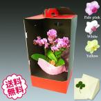 バレンタイン ミニ胡蝶蘭 ミディ ギフト 白・黄色・ピンク 3本立（5号） ドレスケース入り お祝い 開店 開業 開院 新築 移転 引越 誕生日 就任 退職 還暦