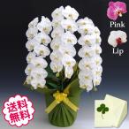 バレンタイン 胡蝶蘭 ギフト 大輪 白・ピンク・リップ 3本立 43輪前後（蕾含む） 祝い 開店 開業 開院 新築 移転 引越 竣工 周年 誕生日 就任