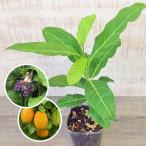  маракуйя miz лимон 3 номер рассада садоводство реальный цветок часы saw растения цветочный горшок посадочная машина 