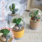 スノーボール ウォーターグローブ ミニチュア 多肉植物 サボテン 観葉植物 置物 インテリア おしゃれ
