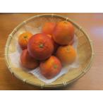 【送料無料】愛媛県産 訳あり ブラッドオレンジ モロ 家庭用 10kg｜柑橘 みかん 不揃い 規格外 宇和島 直送 期間限定 (M2)　