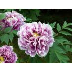 花終わり　牡丹苗4.5号ポット【  鎌田錦（かまたにしき）】人気の色合い！藤色と白い縁取りのツートーンが優美さを感じさせます　　花苗
