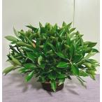 しきみ アレンジメント　Mサイズ　 生花 おしきみ　おしきび　シキミ　シキビ　樒 お供え　お悔やみ　仏壇　枝物　