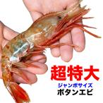 ボタンエビ 超 特大 1kg (14尾前後) 刺身 卵 子 持ち えび 海老 蝦 蛯 ぷりっと甘味ある新鮮急速凍結