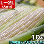 とうもろこし 白粒 L〜2L×10本　北海道産 とうきび　お届け日指定不可無効　2024年8月下旬前後頃よりご注文順に発送