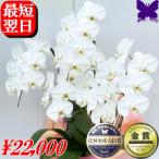 胡蝶蘭 お祝い 開店祝い 移転祝い 開業祝い 大輪 白 3本立ち 33輪 ポイント10倍 ギフト 誕生日祝い 就任祝い 退職 還暦 お供え 命日 1本に11輪 1