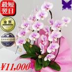 胡蝶蘭 お祝い 開店祝い 移転祝い 開業祝い 大輪 白 3本立ち 24輪 ポイント５倍 ギフト 誕生日祝い 就任祝い 退職 還暦 お供え 命日 1本に8輪 3