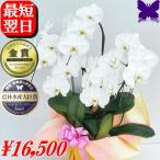 胡蝶蘭 お祝い 開店祝い 移転祝い 開業祝い 大輪 白 3本立ち 30輪 ポイント5倍 ギフト 誕生日祝い 就任祝い 退職 還暦 お供え 命日 1本に10輪 2