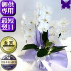 お供え専用 胡蝶蘭 御供 仏花 供花 新盆 お悔やみ 枕花 ポイント5倍 配送はヤマト 大輪 白 3本立ち 献花 お盆 お彼岸 花 葬儀 法要 仏事 命日 ご供養 1