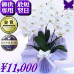 ショッピングポイント10倍 お供え専用  胡蝶蘭 御供 仏花 供花 新盆 お悔やみ 枕花 ポイント10倍 配送はヤマト 大輪 白 3本立ち 24輪 献花 お盆 お彼岸 花 葬儀 法要 仏事 命日 ご供養 1