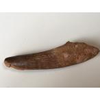 Yahoo! Yahoo!ショッピング(ヤフー ショッピング)★肉食恐竜「スピノサウルスの歯」化石６８．６ｍｍ