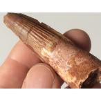 Yahoo! Yahoo!ショッピング(ヤフー ショッピング)★オール2000円★肉食恐竜「スピノサウルスの歯」の化石Ｌサイズ　22