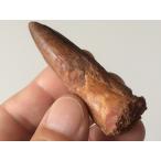 Yahoo! Yahoo!ショッピング(ヤフー ショッピング)★オール2000円★肉食恐竜「スピノサウルスの歯」の化石Ｌサイズ　（2）