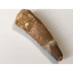 Yahoo! Yahoo!ショッピング(ヤフー ショッピング)★肉食恐竜「スピノサウルスの歯」５５．７ｍｍ