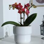 フラワーポット鉢植えセラミック排水...